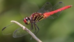 Orthemis biolleyi