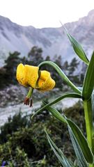 Lilium pyrenaicum