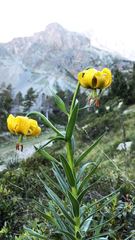 Lilium pyrenaicum