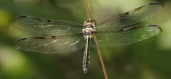 Orthemis regalis