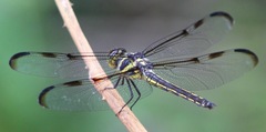 Orthemis regalis