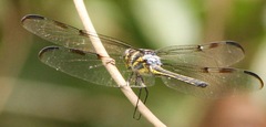 Orthemis regalis