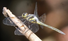 Orthemis regalis