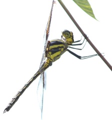 Orthemis regalis