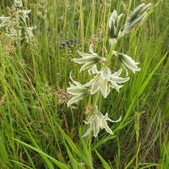 Ornithogalum boucheanum