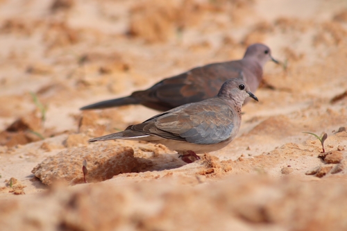 Laughing Dove