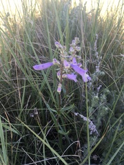 Penstemon gracilis