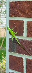 Anolis carolinensis