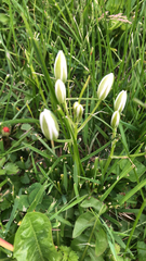 Ornithogalum umbellatum