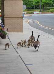 Branta canadensis