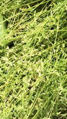 Bouteloua dactyloides