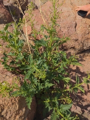 Scrophularia desertorum