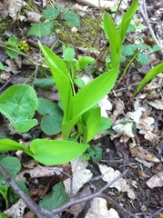 Convallaria majalis