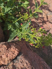 Scrophularia desertorum