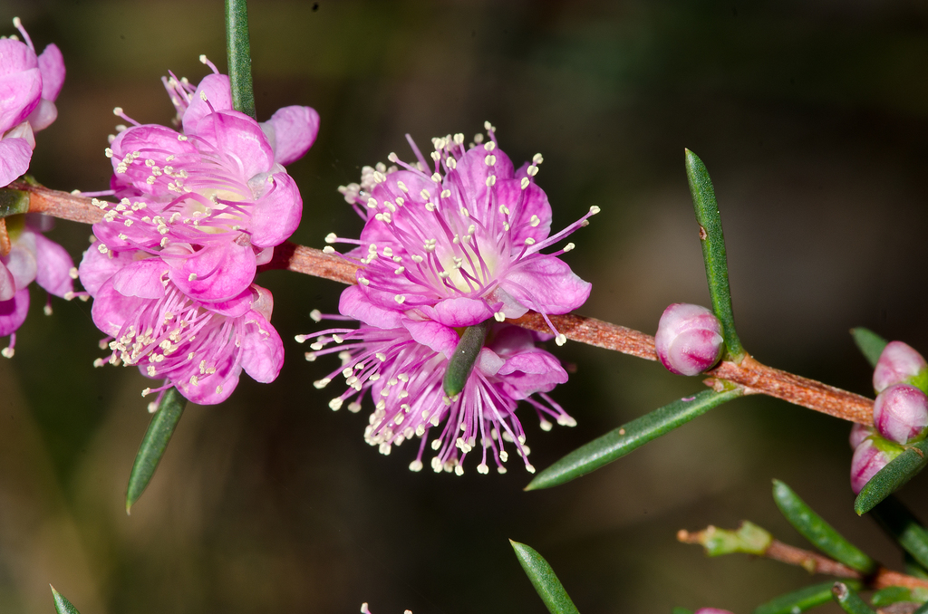 Hypocalymma