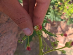Scrophularia desertorum