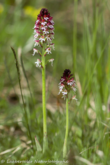 Neotinea ustulata ustulata