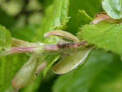Trichopterapion holosericeum