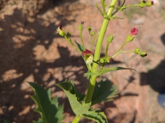 Scrophularia desertorum