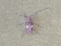 Mesosa nebulosa