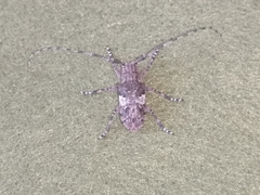 Mesosa nebulosa