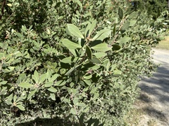 Arctostaphylos columbiana