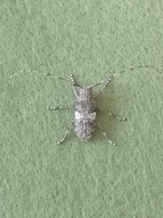 Mesosa nebulosa