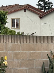 Haemorhous mexicanus