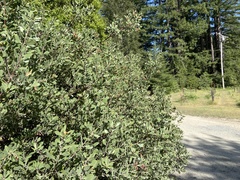 Arctostaphylos columbiana