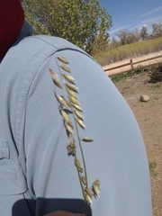 Melica stricta