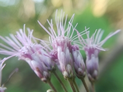 Peteravenia malvifolia