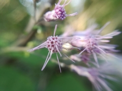 Peteravenia malvifolia