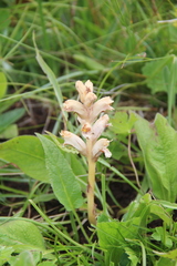 Orobanche alba