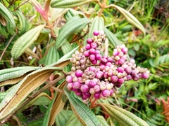 Miconia cataractae