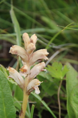 Orobanche alba