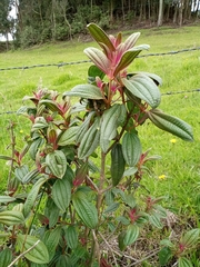 Miconia cataractae