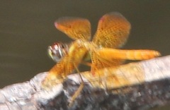 Perithemis lais