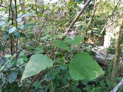 Peteravenia malvifolia