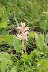 Orobanche alba