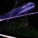 Phoenicagrion - Photo (c) Rich Hoyer, some rights reserved (CC BY-NC-SA), uploaded by Rich Hoyer