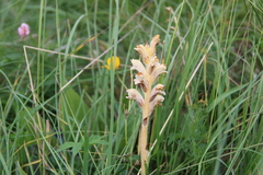 Orobanche alba