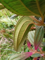 Miconia cataractae