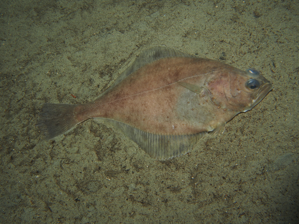 Flathead Sole