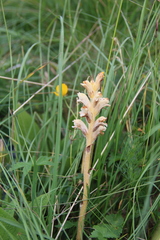 Orobanche alba