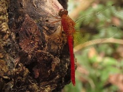 Rhodopygia cardinalis
