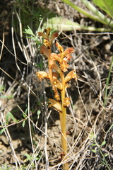 Orobanche alba xanthostigma