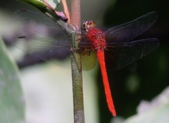 Rhodopygia cardinalis