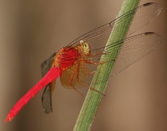 Rhodopygia cardinalis