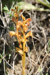 Orobanche alba xanthostigma