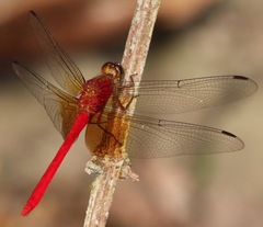 Rhodopygia cardinalis